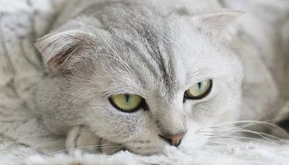 茌平广州高端伴游模特招聘网,广州招聘伴游吗 公司内部直招绝对可以放心带着那颗想要赚钱的心选择了我这是一件正确的事